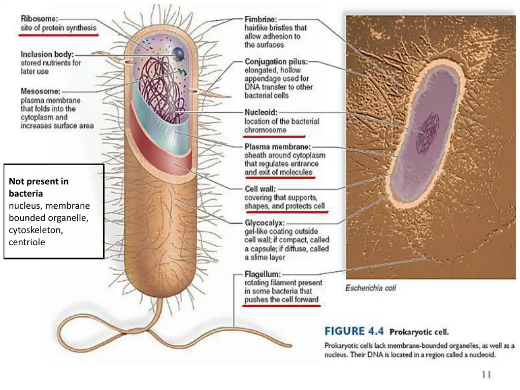 slide11