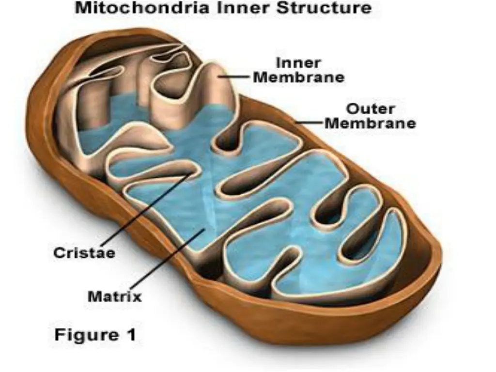 slide37
