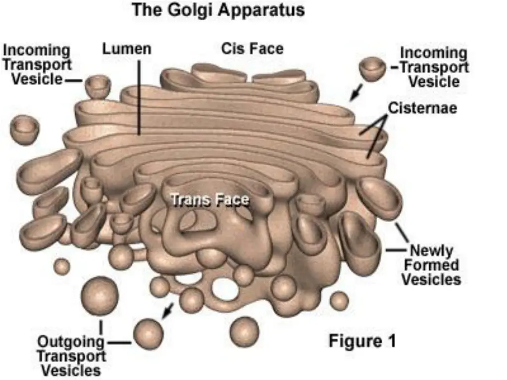 slide43