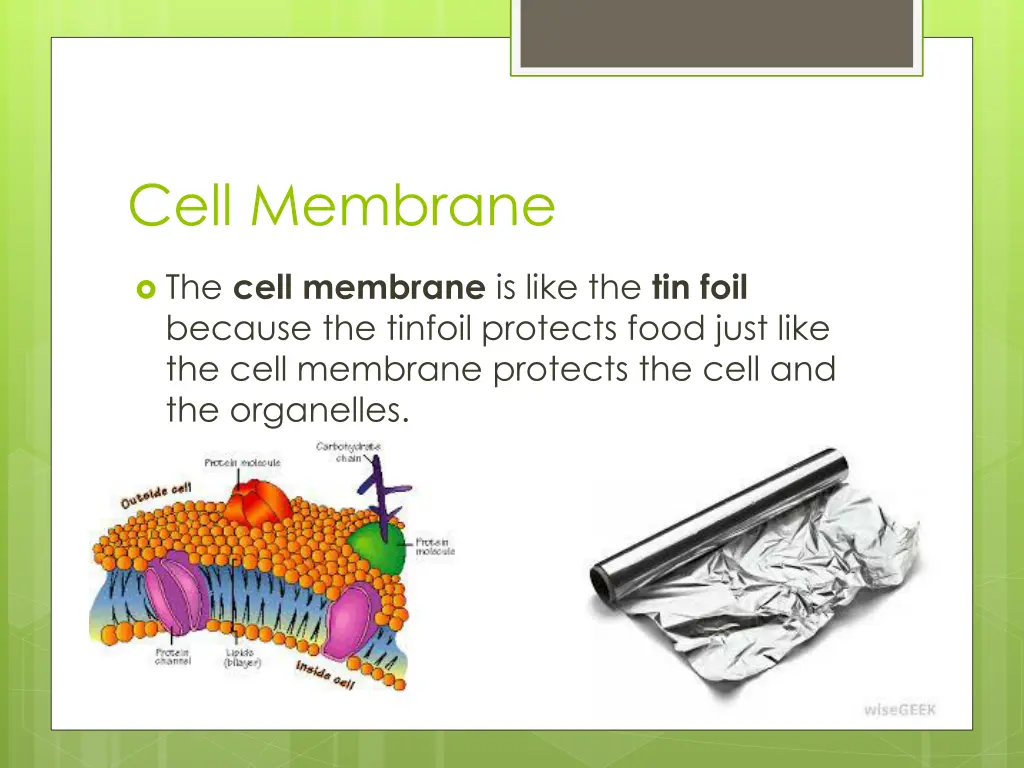 cell membrane
