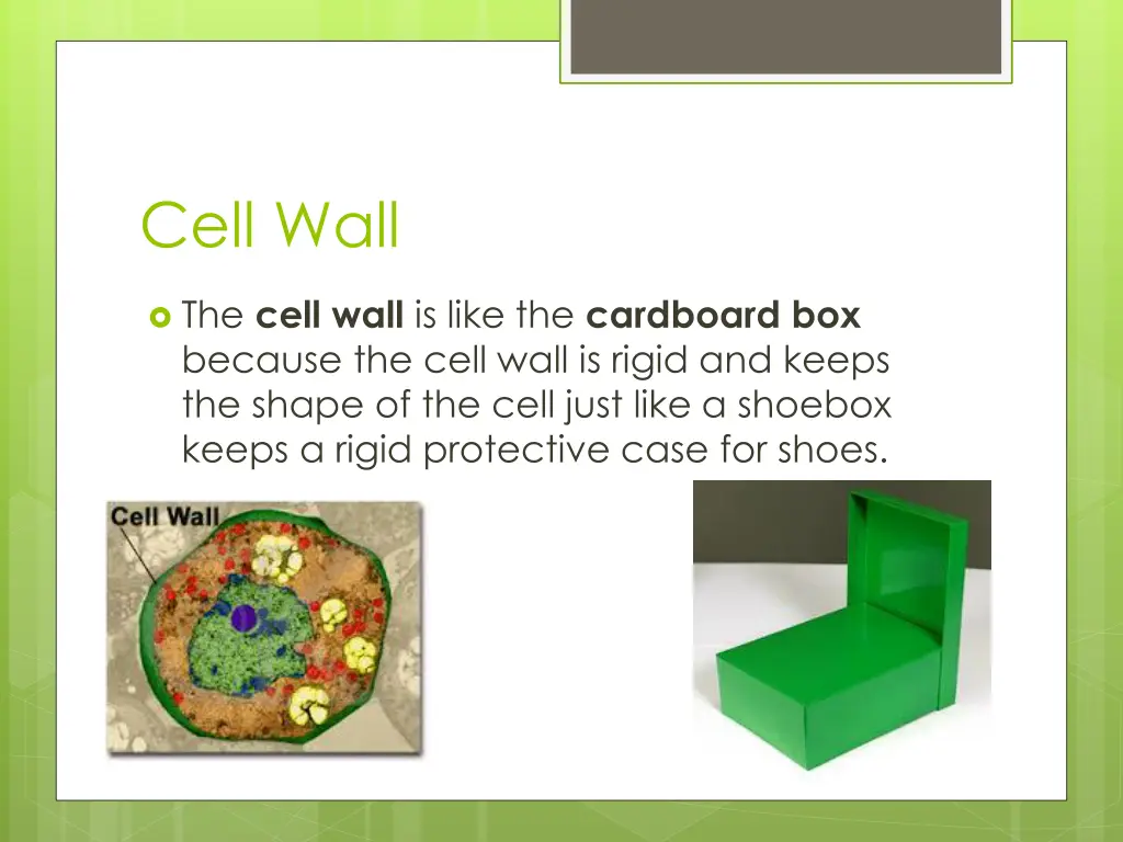 cell wall