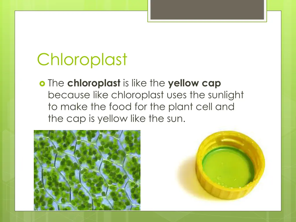 chloroplast