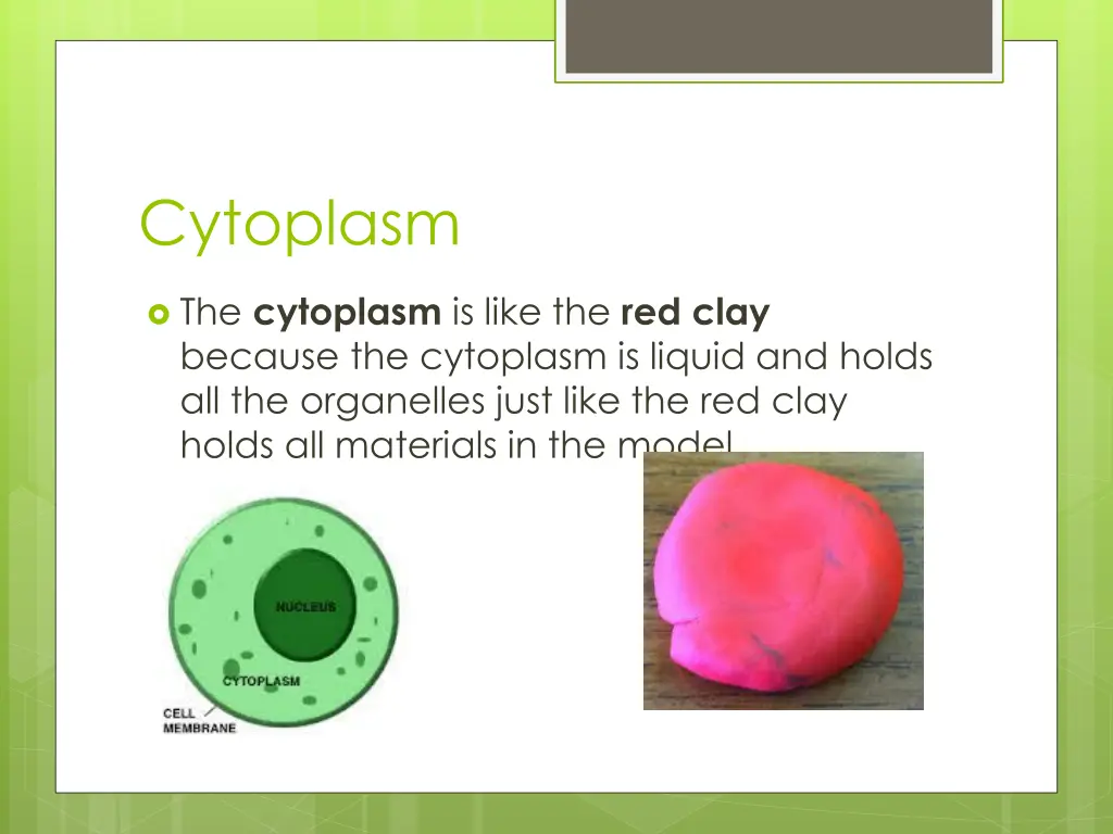 cytoplasm
