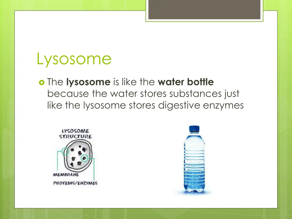 lysosome
