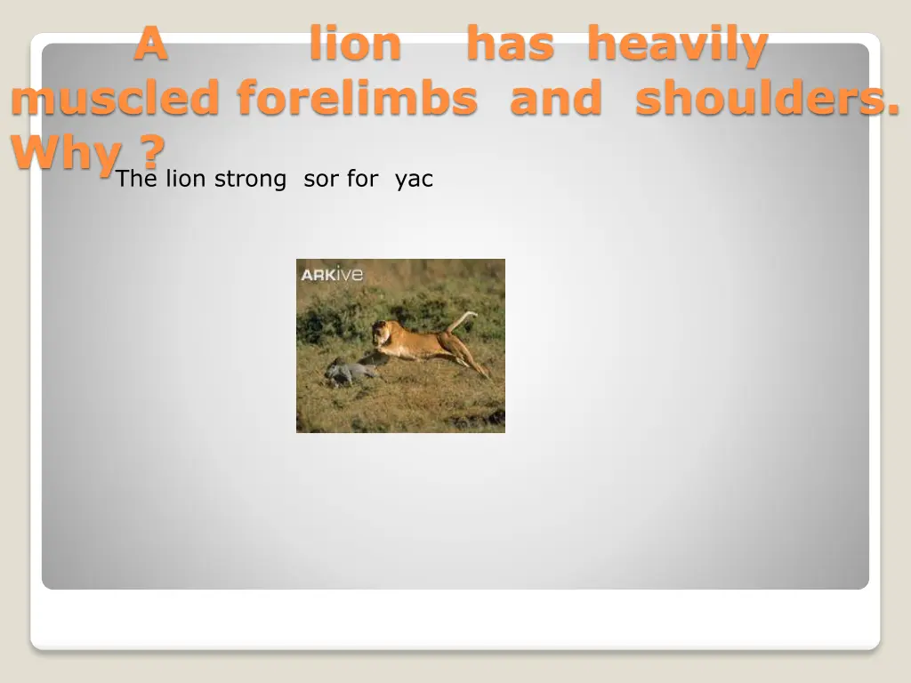 a lion has heavily muscled forelimbs