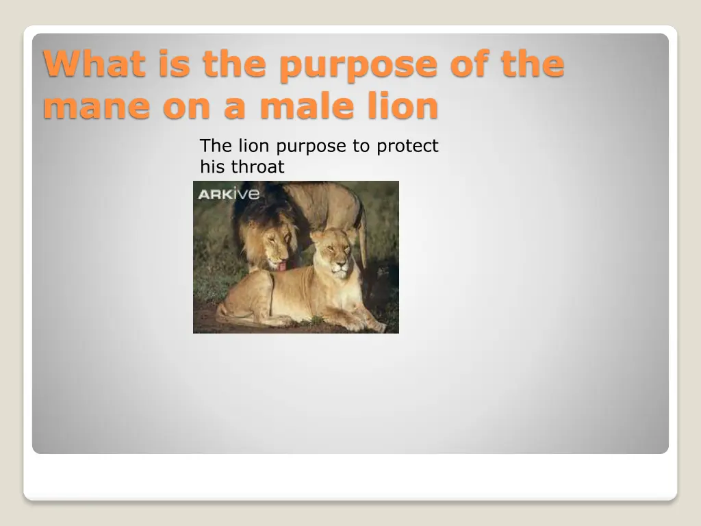 what is the purpose of the mane on a male lion