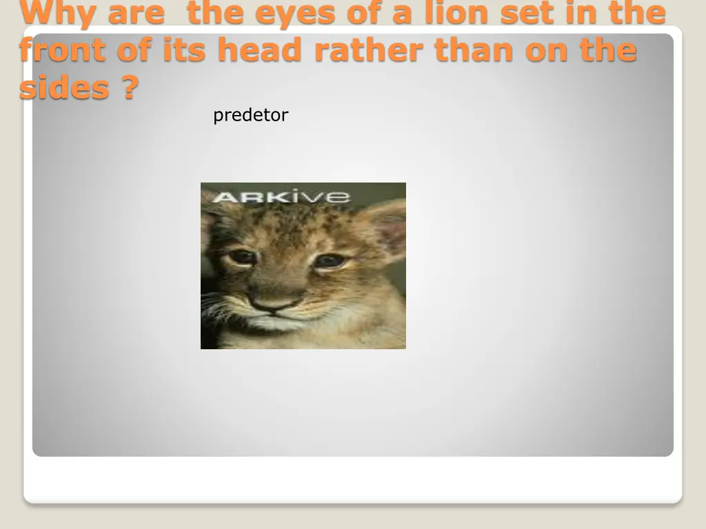 why are the eyes of a lion set in the front