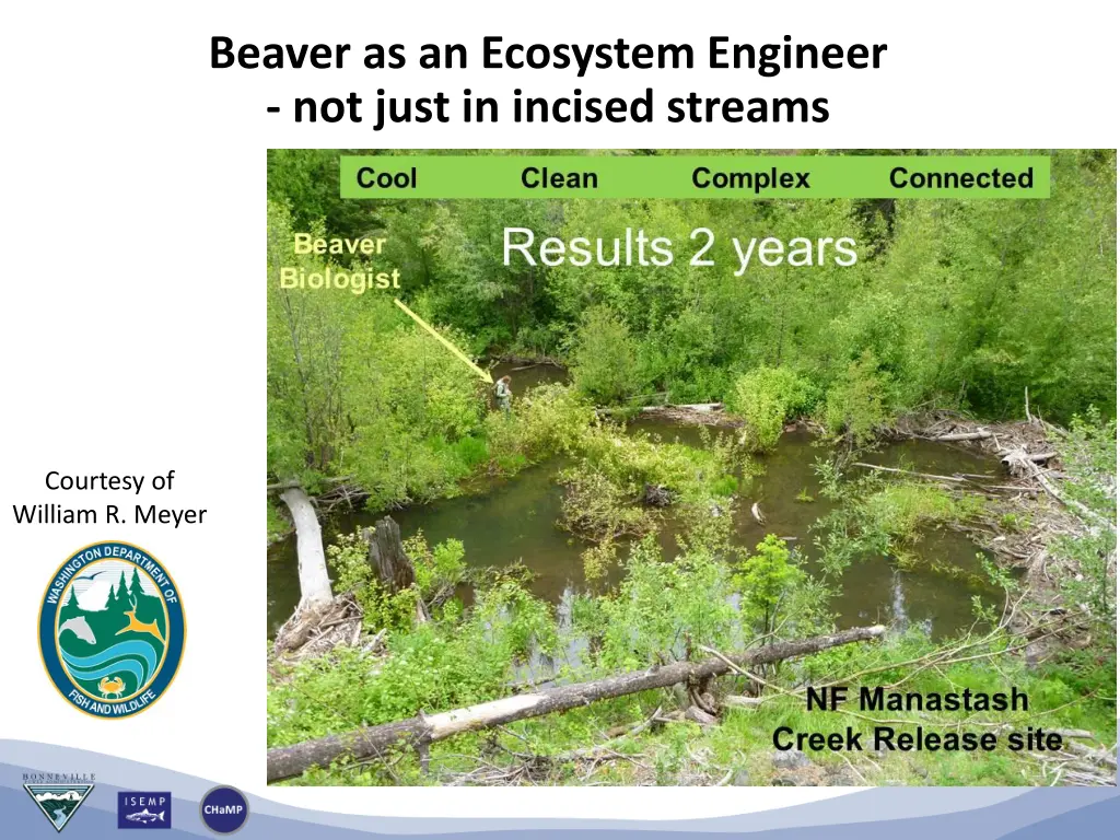 beaver as an ecosystem engineer not just