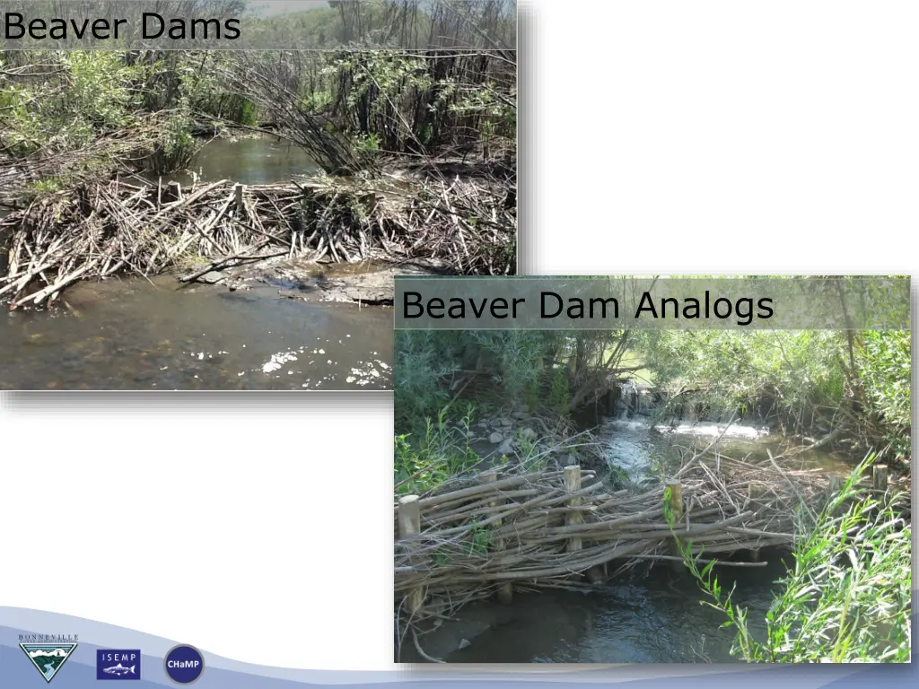 beaver dams