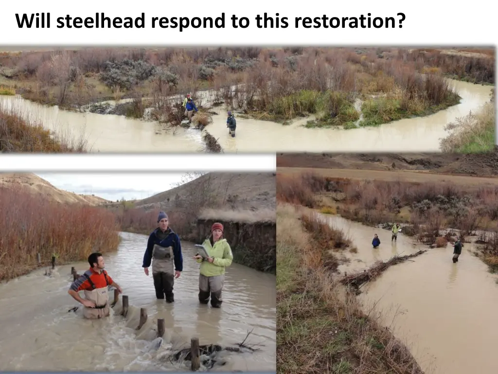 will steelhead respond to this restoration