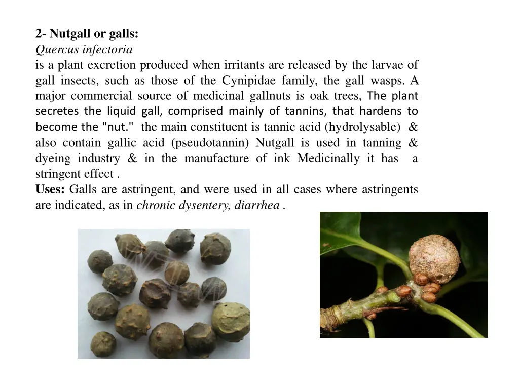 2 nutgall or galls quercus infectoria is a plant