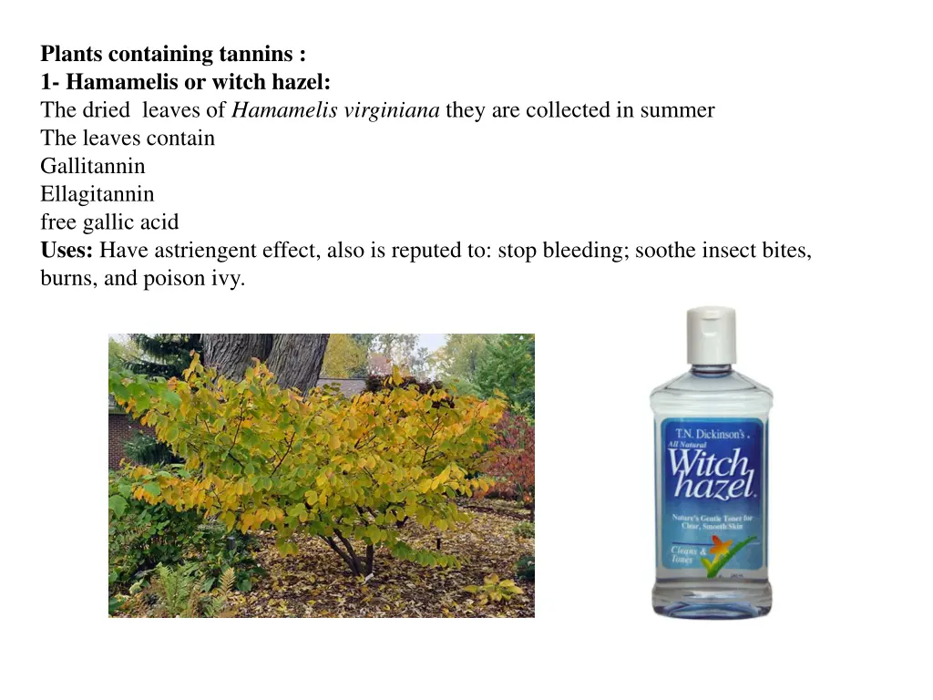 plants containing tannins 1 hamamelis or witch