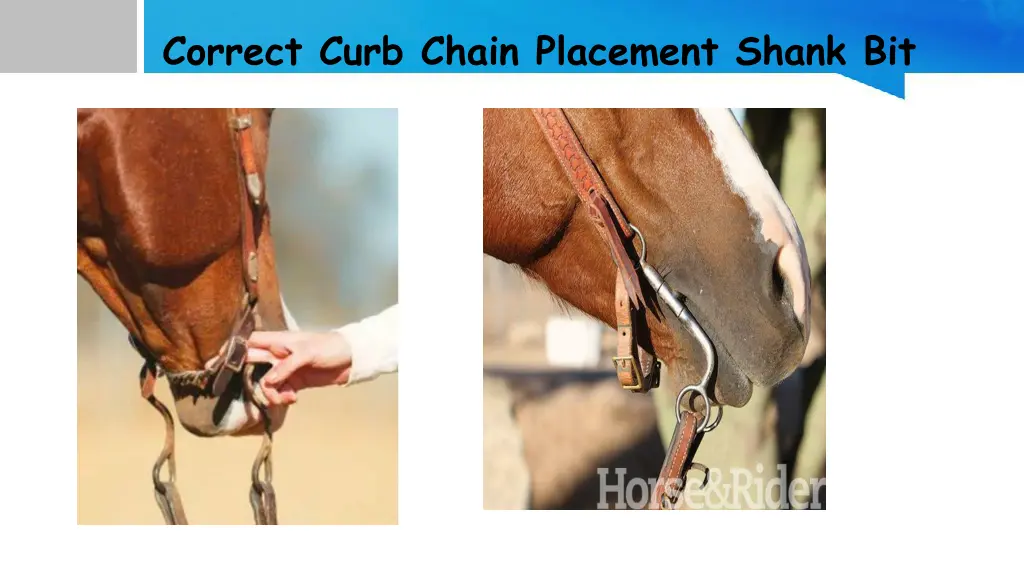 correct curb chain placement shank bit 1