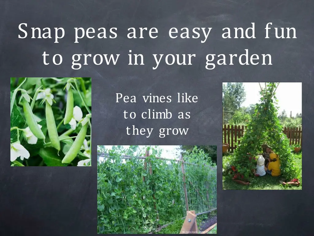 snap peas are easy and fun to grow in your garden