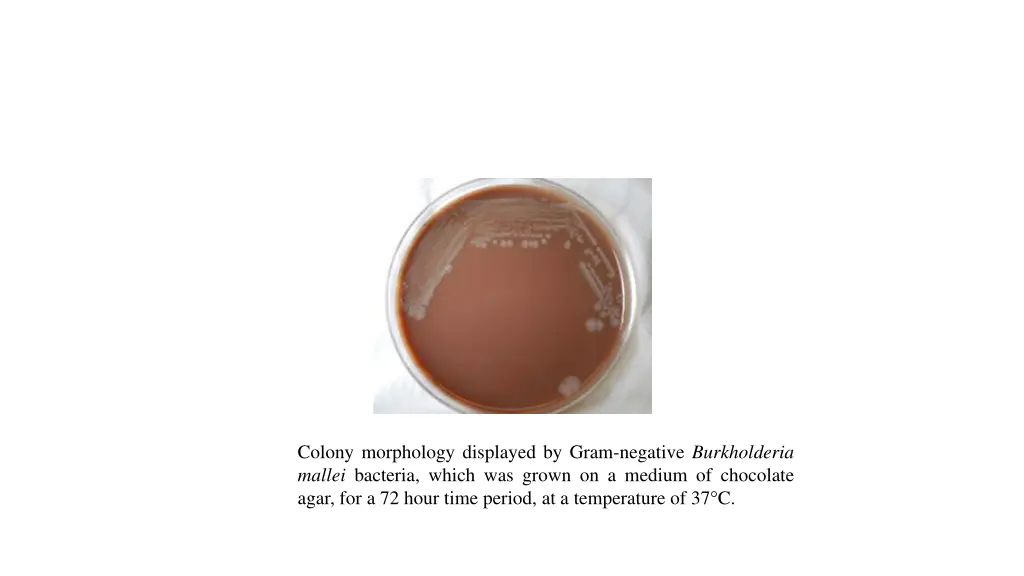 colony morphology displayed by gram negative