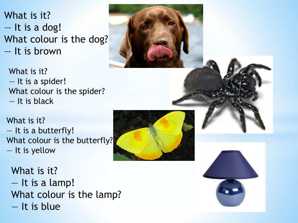 what is it it is a dog what colour