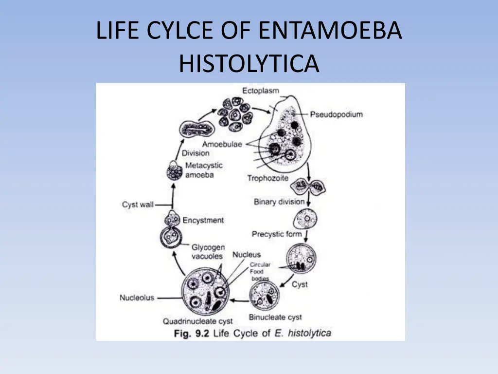 life cylce of entamoeba histolytica