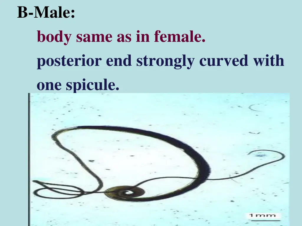 b male body same as in female posterior