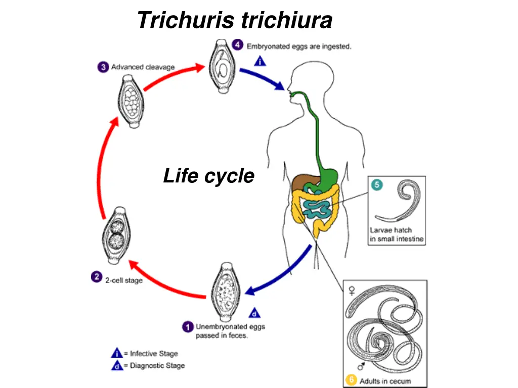 trichuris trichiura 1