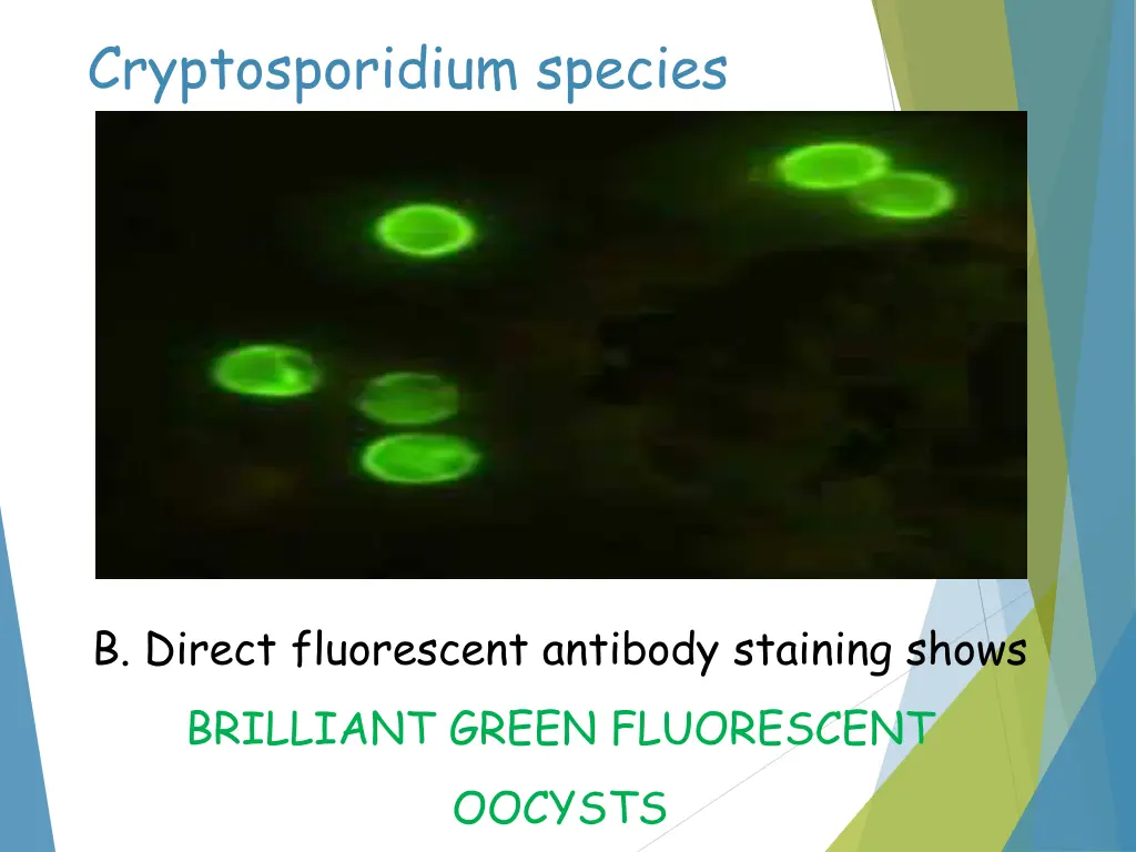cryptosporidium species 1