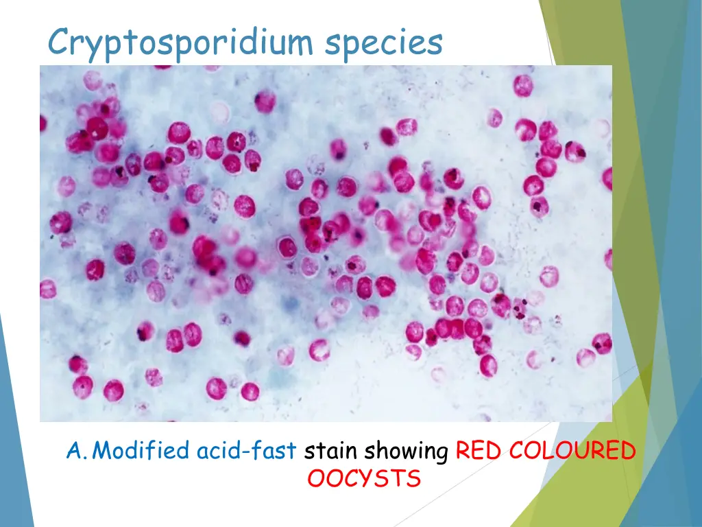 cryptosporidium species