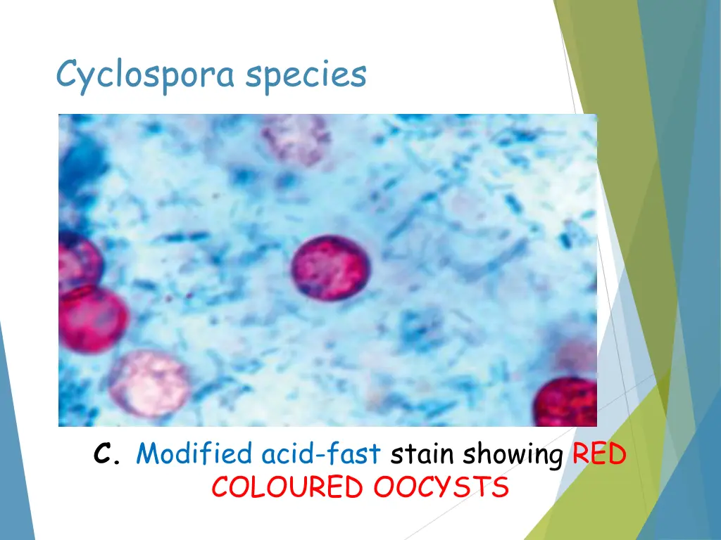 cyclospora species 1