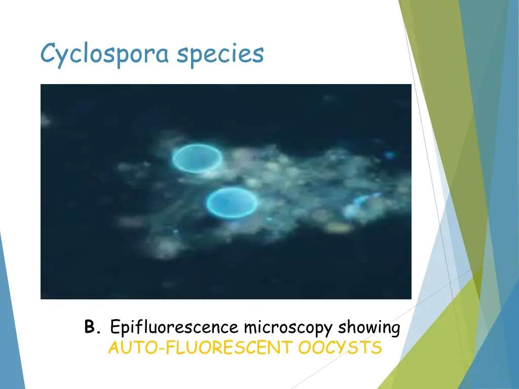 cyclospora species
