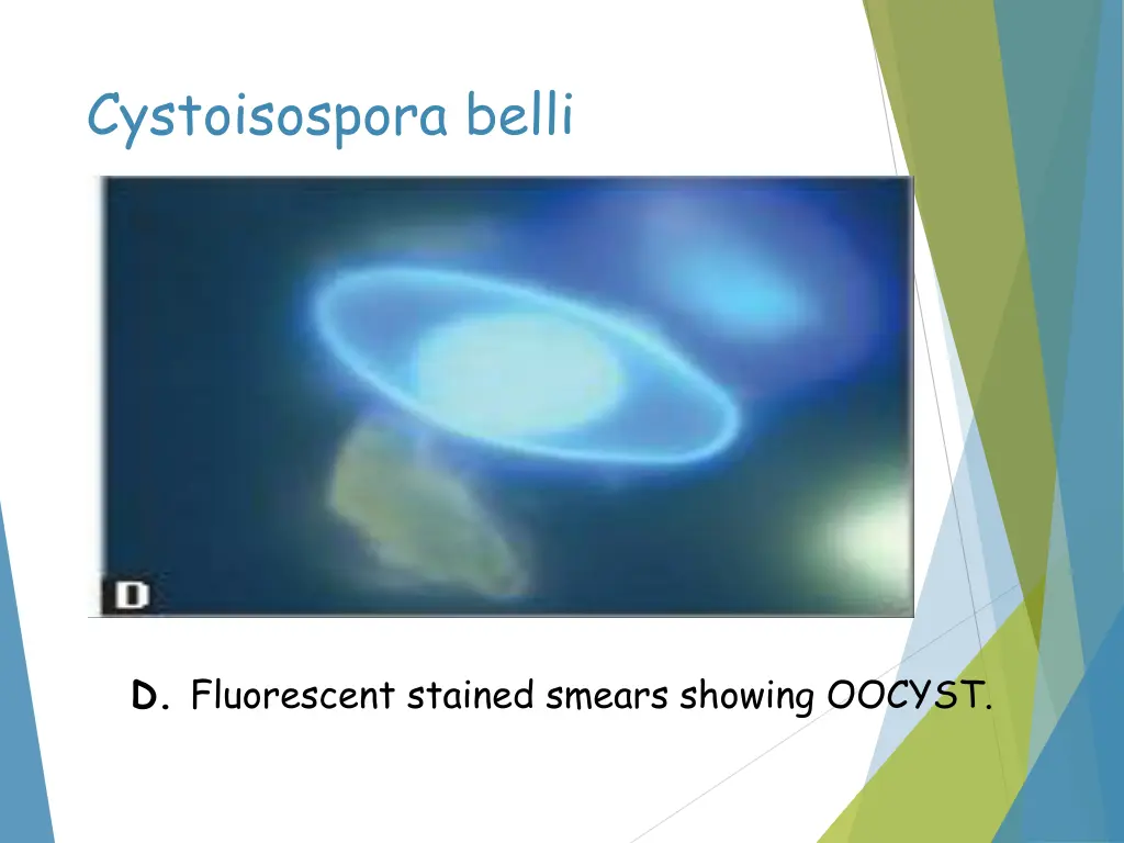 cystoisospora belli 3