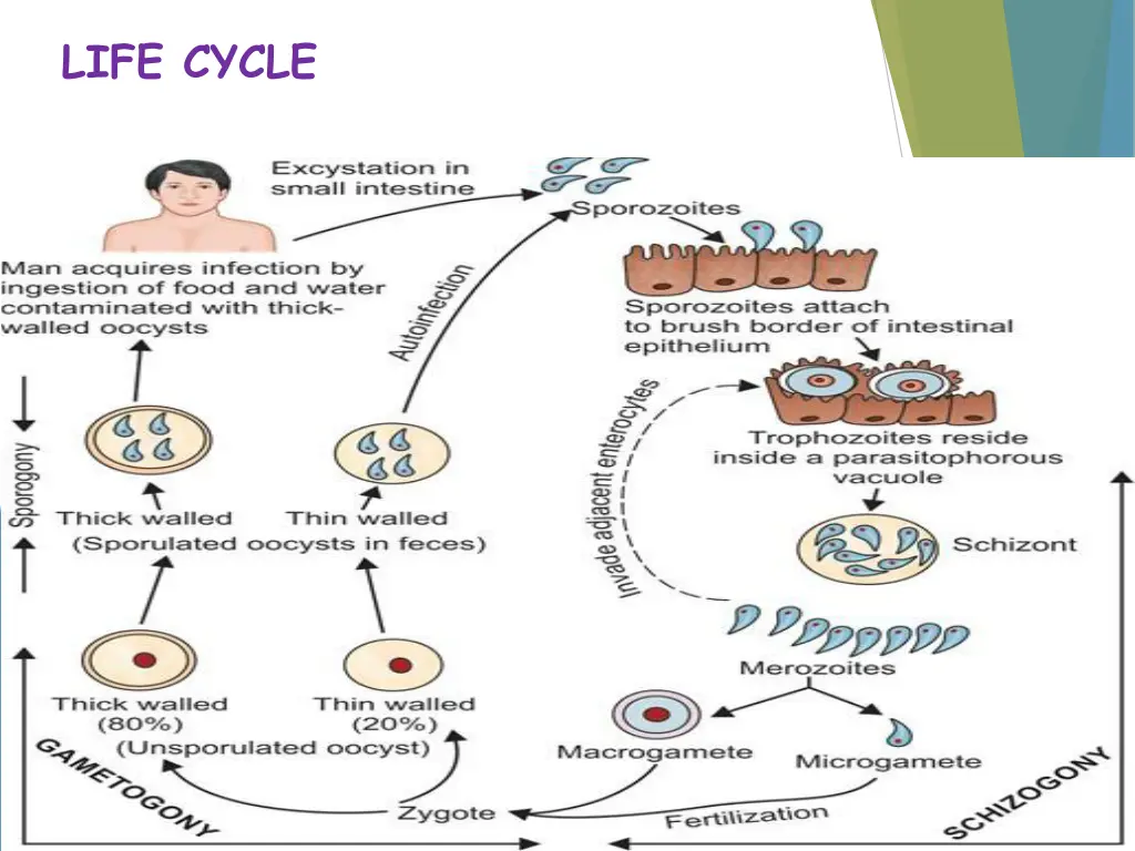 life cycle