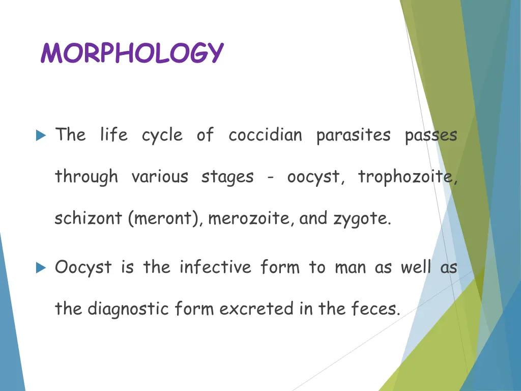 morphology