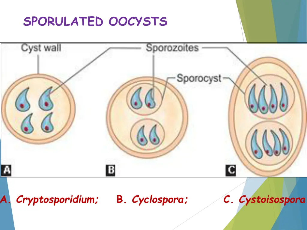sporulated oocysts