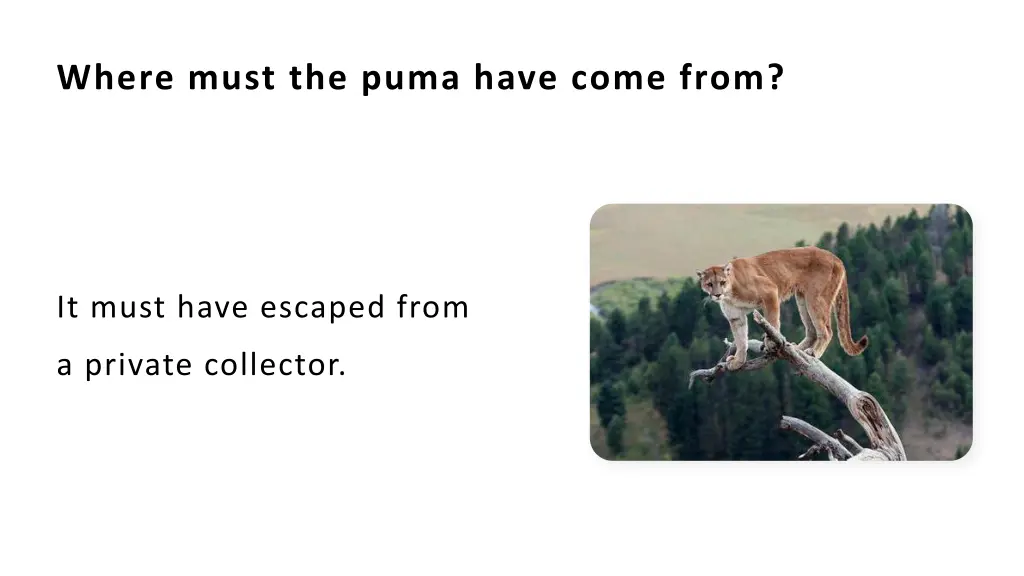 where must the puma have come from