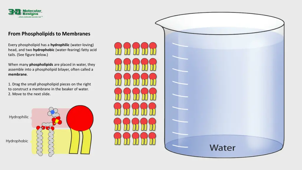 from phospholipids to membranes