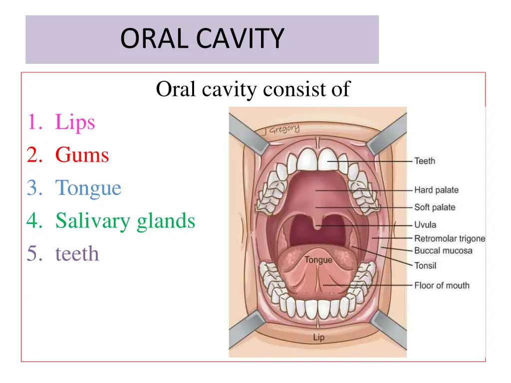 oral cavity