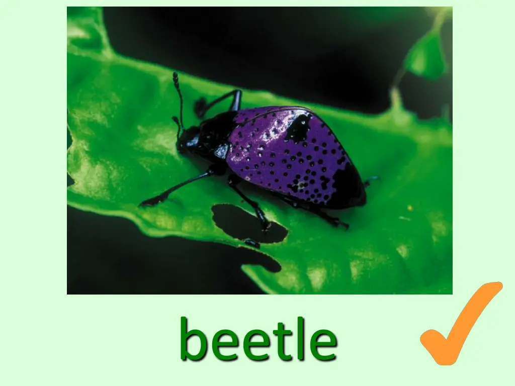 beetle
