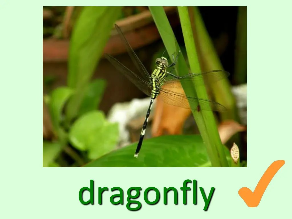dragonfly