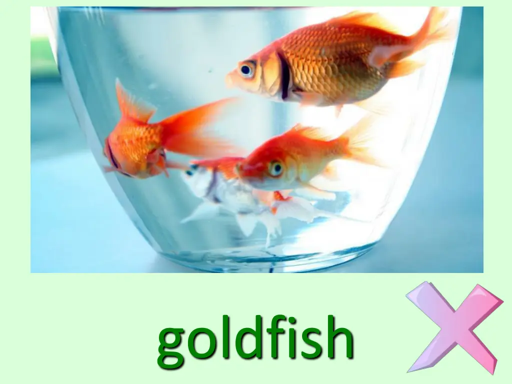goldfish