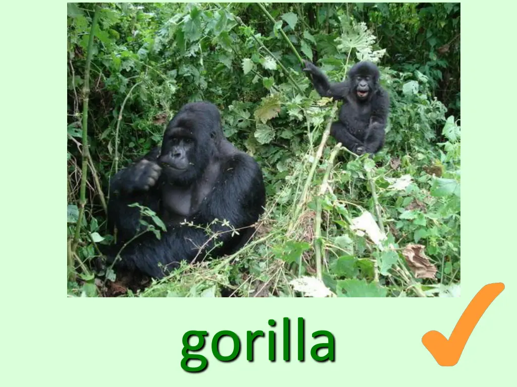 gorilla