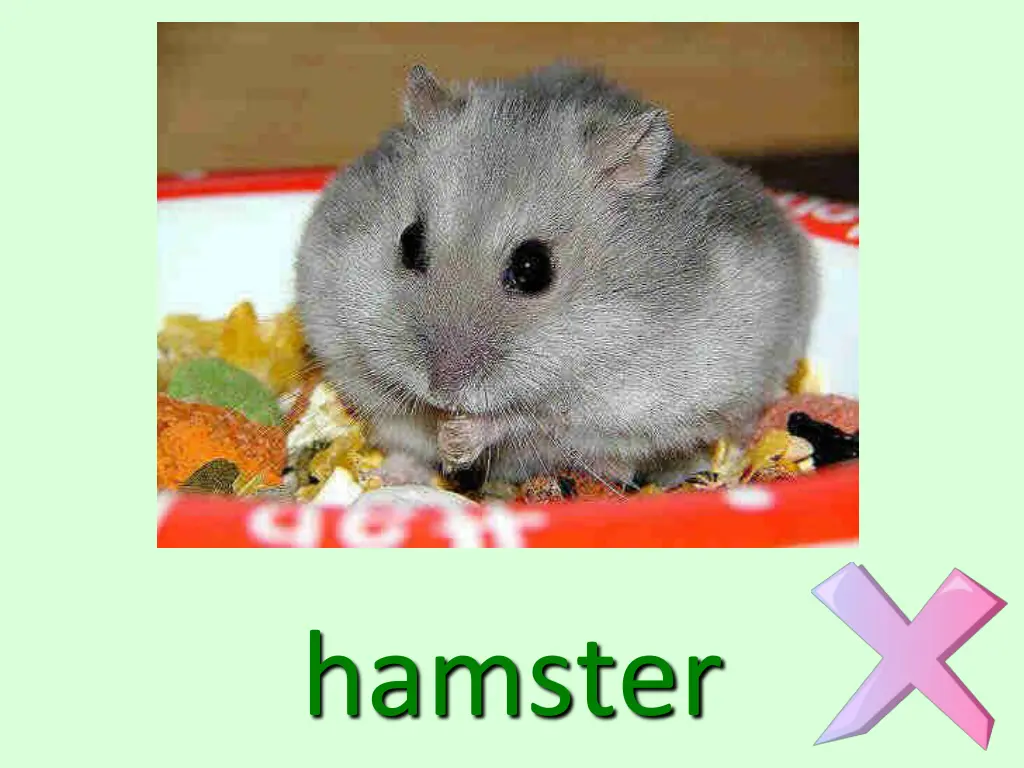 hamster
