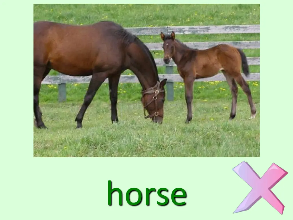 horse