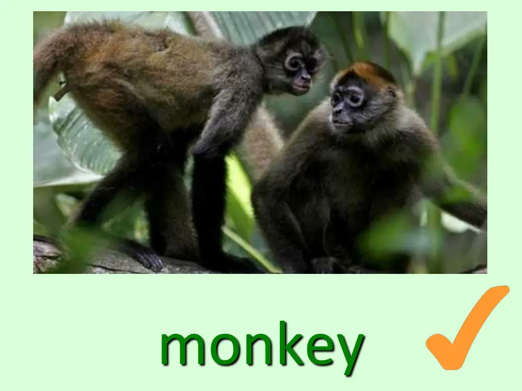 monkey