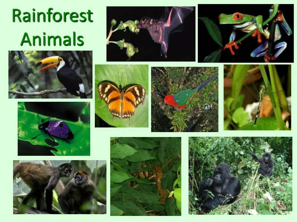 rainforest animals 1