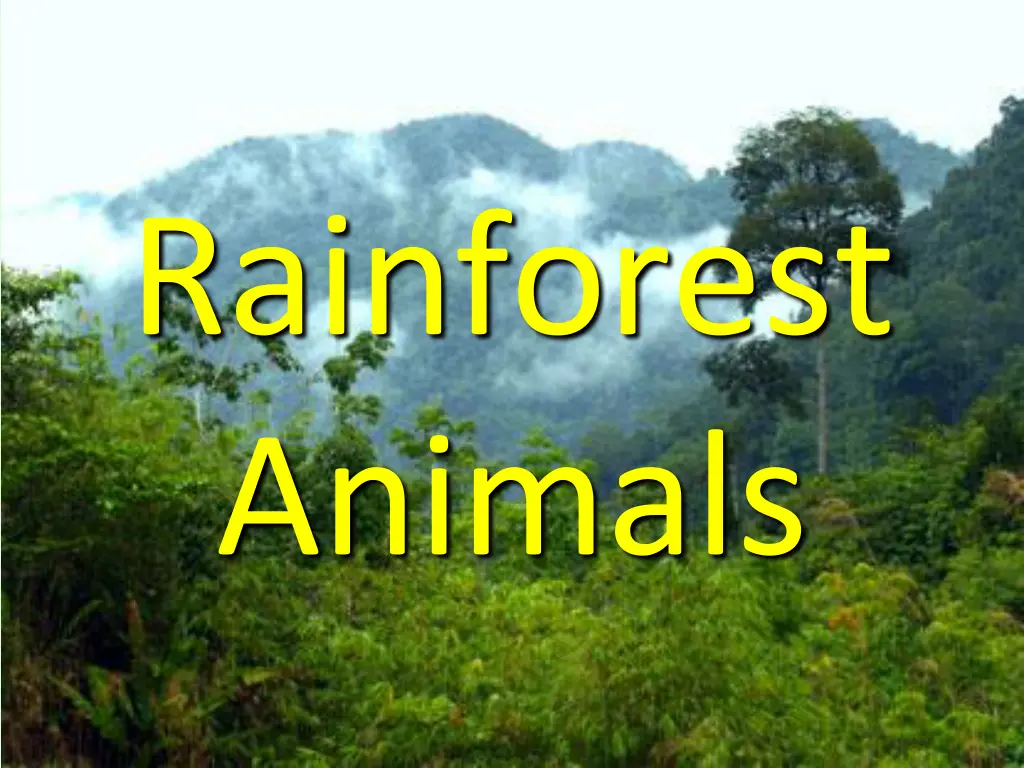 rainforest animals