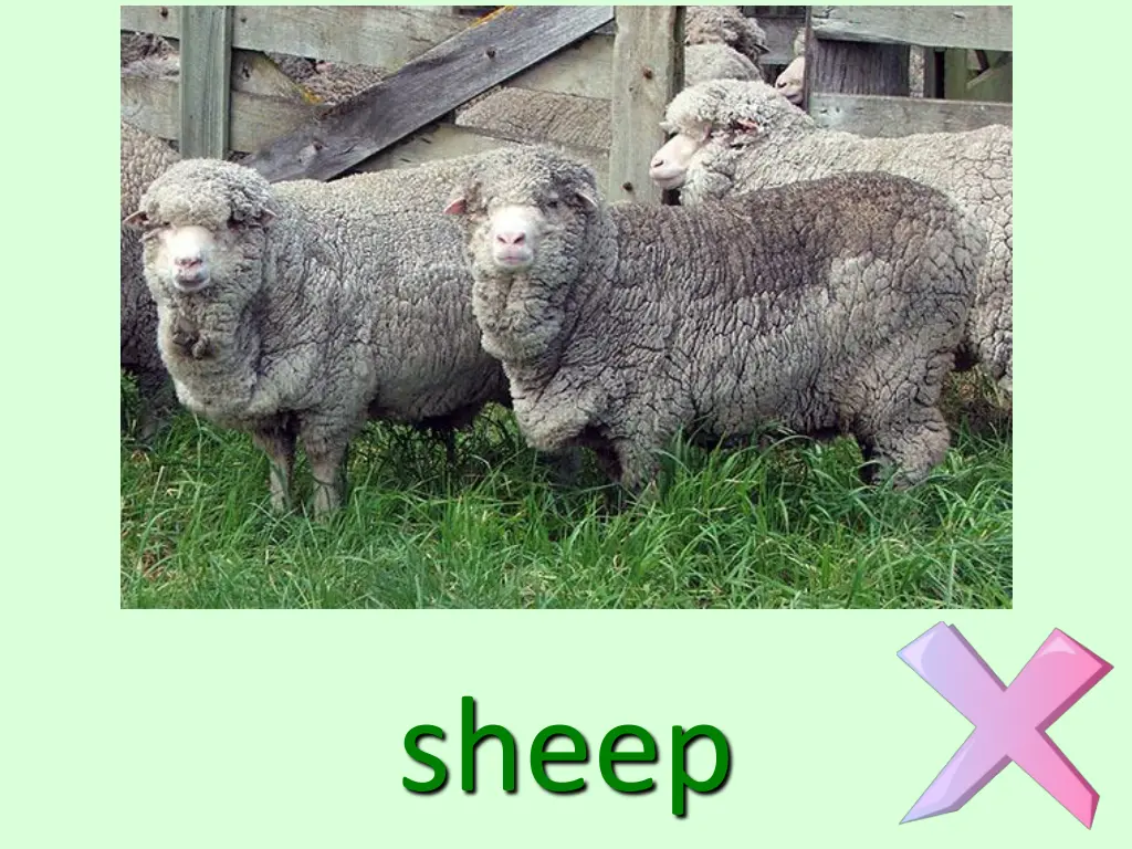 sheep
