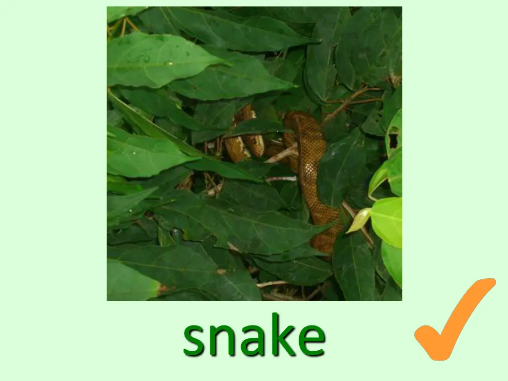 snake