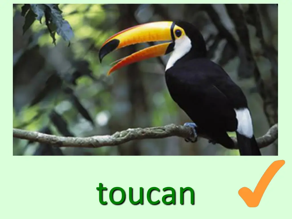 toucan