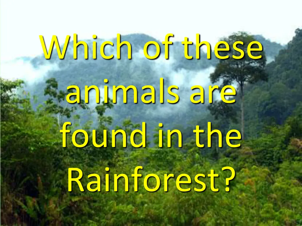 which of these animals are found in the rainforest