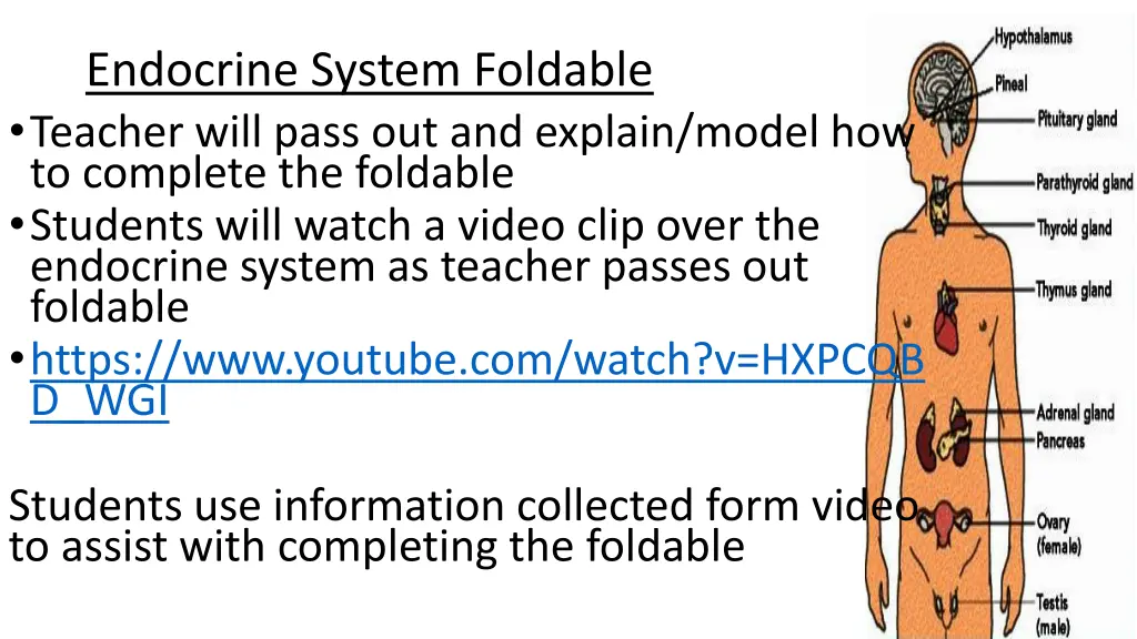 endocrine system foldable teacher will pass