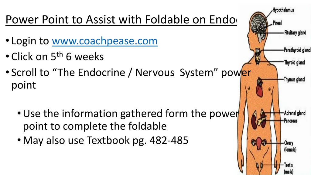 power point to assist with foldable on endocrine