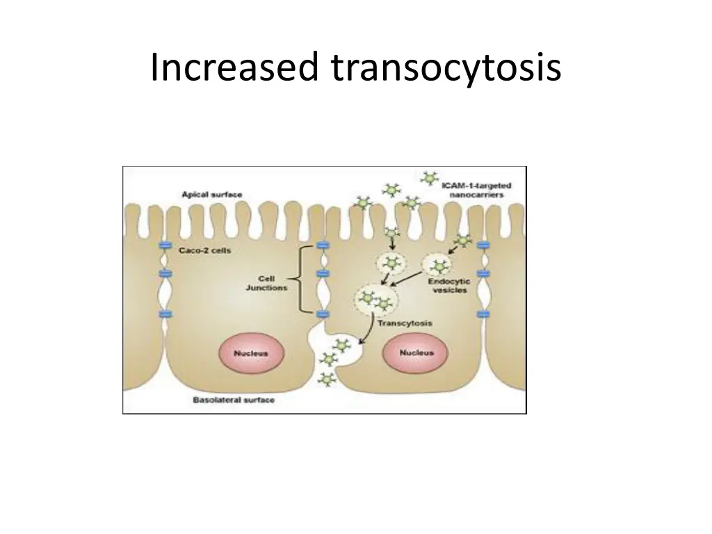 increased transocytosis